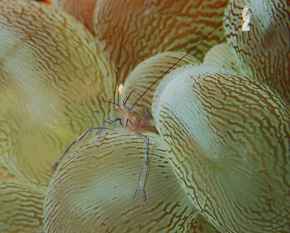 www.reefencounters.org